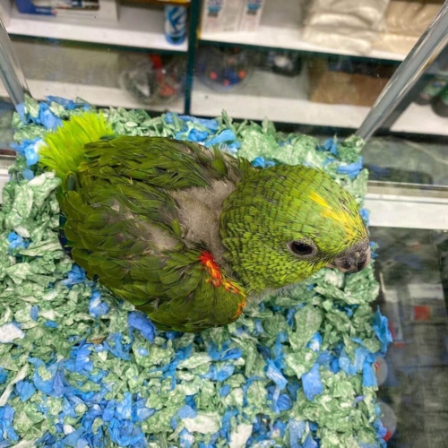 Yellow-Naped Amazon Babies - Image 2