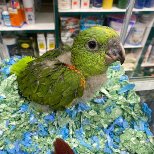 Yellow-Naped Amazon Babies - Image 3