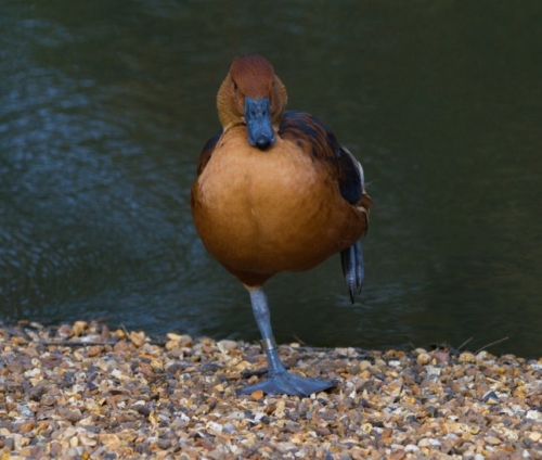 Buy Fulvous Whistling Ducks Online - Image 4