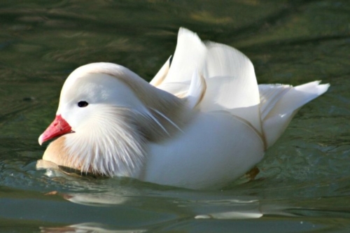 Buy White Mandarin Ducks Online - Image 4