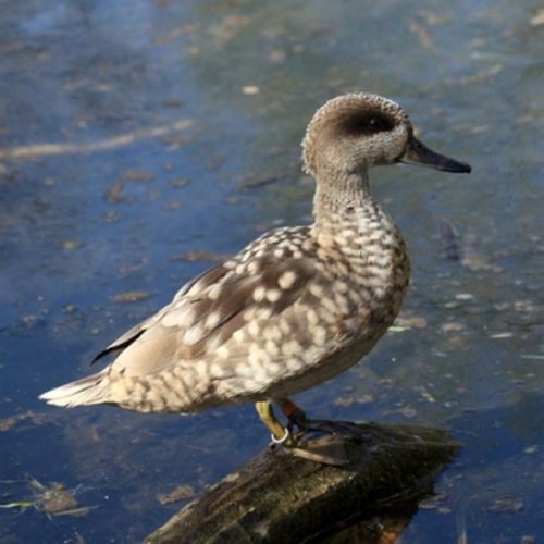 Buy Marble Teal Ducks Online - Image 3