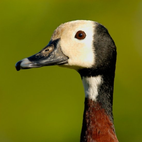 Buy White Faced Whistling Ducks Online - Изображение 2