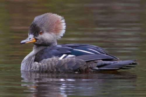 Buy Hooded Merganser Ducks Online - Image 2