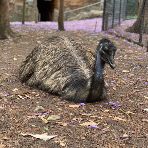 Kangaroo Island Emus