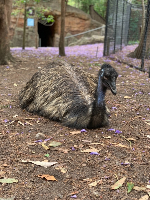 Emas da Ilha Kangaroo