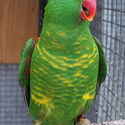 Scaly – Breasted Lorikeet