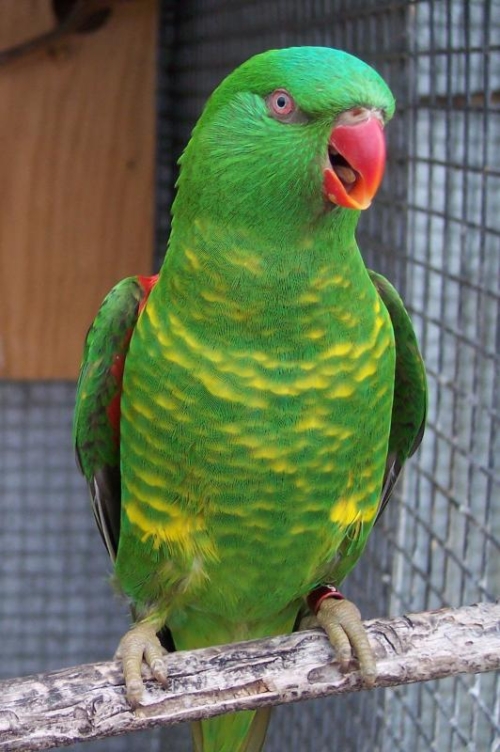 Scaly – Breasted Lorikeet
