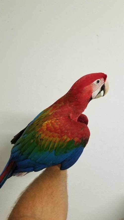 Ruby Macaws For Sale