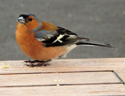 Chaf finch - Imatge 2
