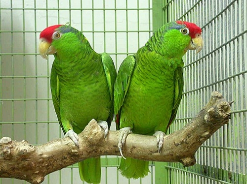 Cherry Headed Conure - Image 2