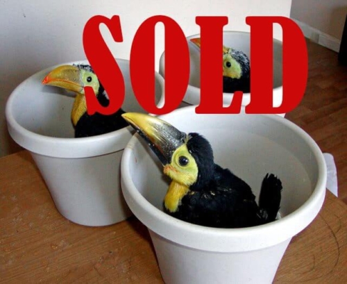 Baby Keel Bill Toucan