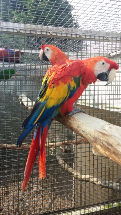Scarlet Macaw Breeder Pairs