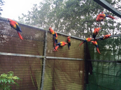 Scarlet Macaw Breeder Pairs - Image 2