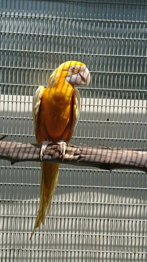 Torch Lutino Macaw Price