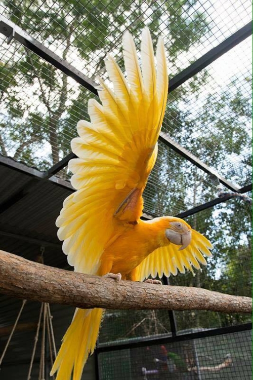 Torch Lutino Macaw Price - Image 3