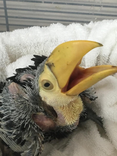 Baby Keel Bill Toucan - Image 2
