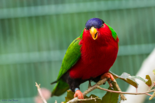 Collared Lory