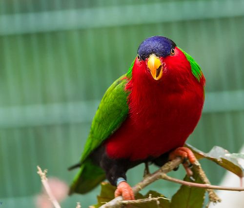 Collared Lory