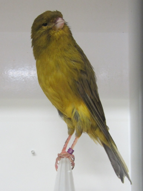 Yorkshire Canary - Image 2