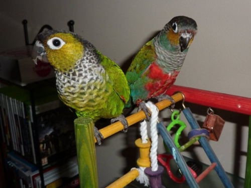 Black Capped Conure - Imagem 2