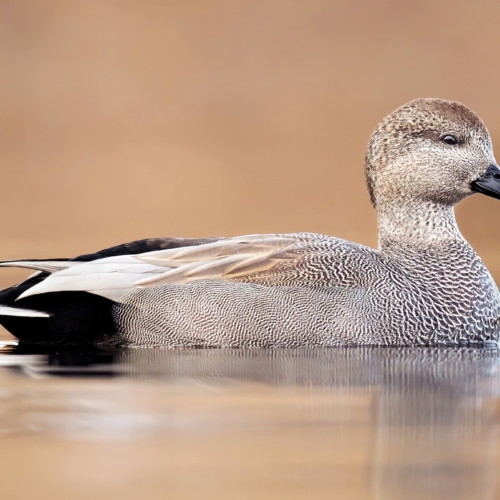 Gadwall Ducks