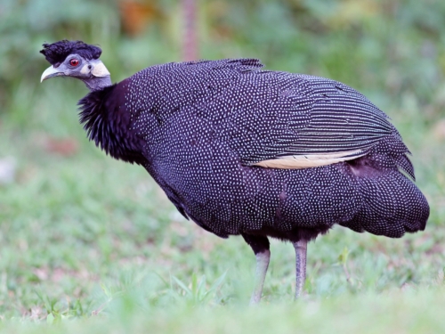 Kenyan Created Guineafowl - Image 2