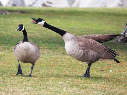 Canada Goose - Image 2