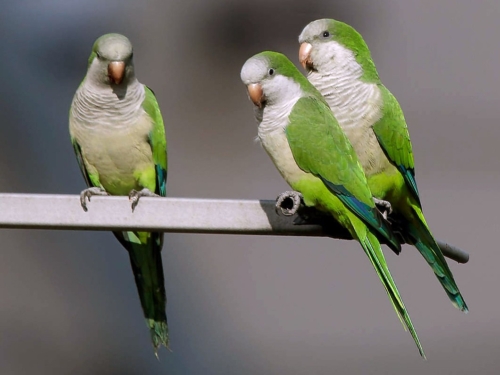 Monk Parakeet - Image 2