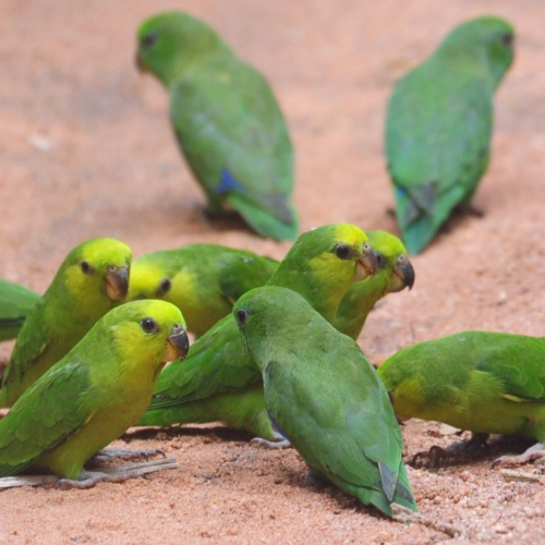 Sclater’s or Dusky -billed Parrotlet