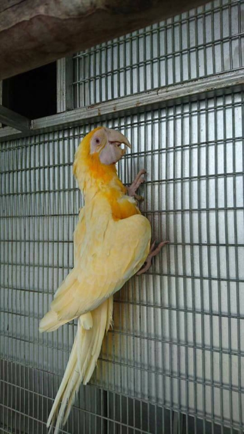 Torch Lutino Macaw Price - Image 2