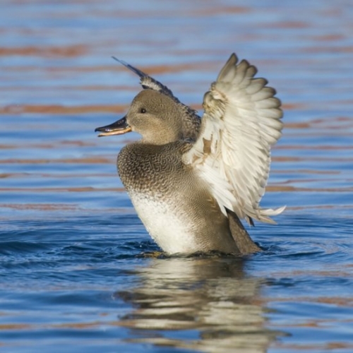 Buy Gadwall Ducks Online - Image 4