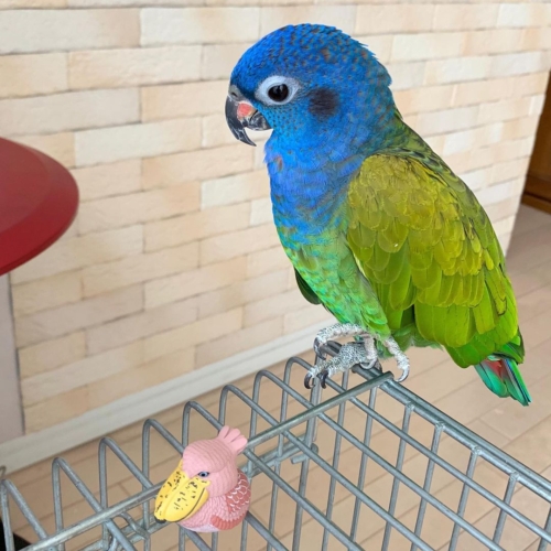 Blue – Headed Poinus parrots - Image 2