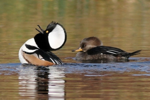 Buy Hooded Merganser Ducks Online - Image 5