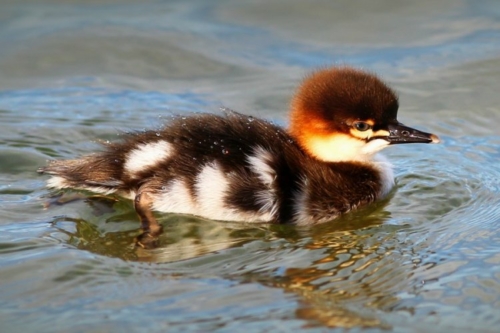 Buy Hooded Merganser Ducks Online - Image 3