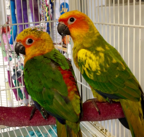 Jenday Conure - Image 3