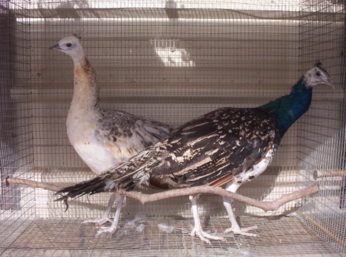 Black Shoulder pair