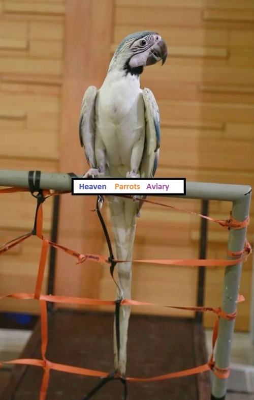 White Mutation Scarlet Macaws