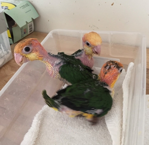 Black Headed Caique - Image 3