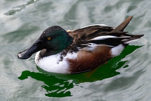 Buy North American Shoveler Duck Online