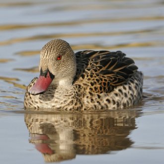 Compre patos Cape Teal online