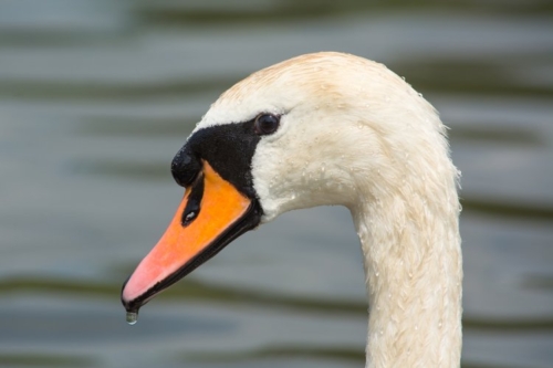 Buy White Mute Swans Online - Image 4
