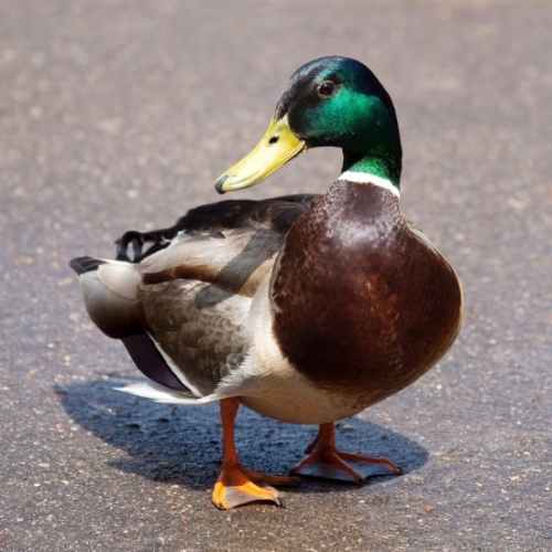 Buy Wild Mallard Ducks Online - Image 2