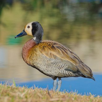 Buy White Faced Whistling Ducks Online