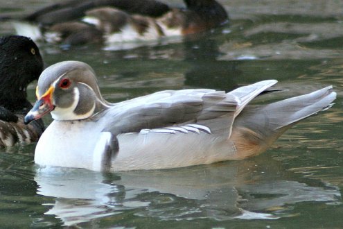 Buy Silver Wood Ducks Online