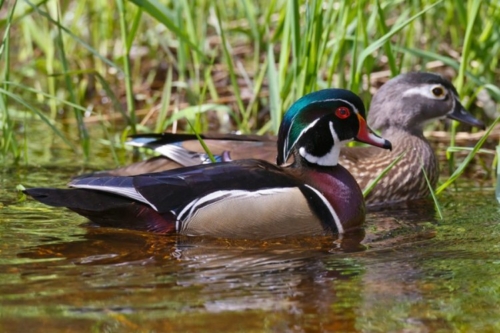 Buy Wood Ducks Online - Image 3