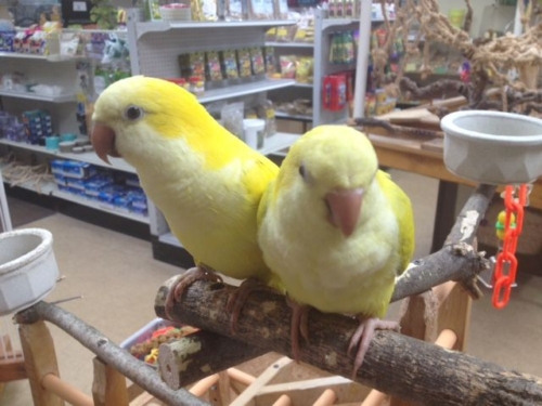 Yellow Quaker parrots