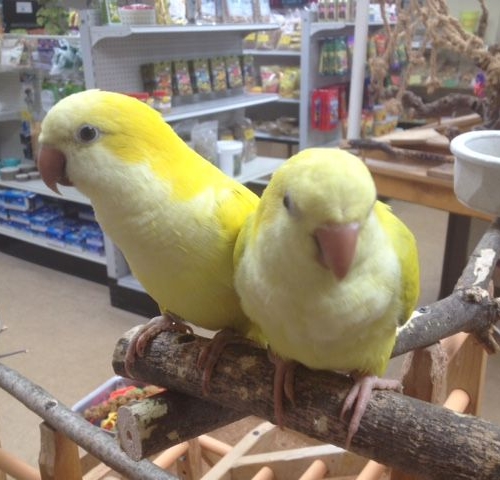 Yellow Quaker parrots