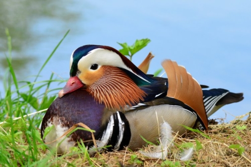 Buy Mandarin Ducks Online - Image 7