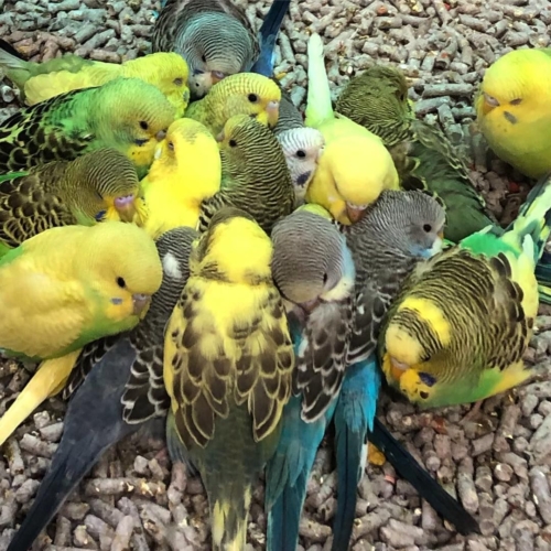 Budgerigars - Image 2