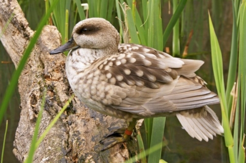 Buy Marble Teal Ducks Online - Image 2